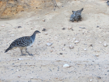 A Malleefowl photographed by Cindy Hauser